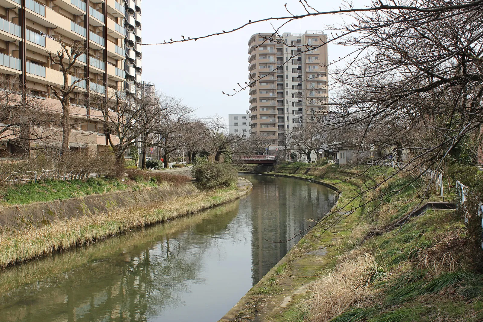 富山市的いたち川（2015 年）