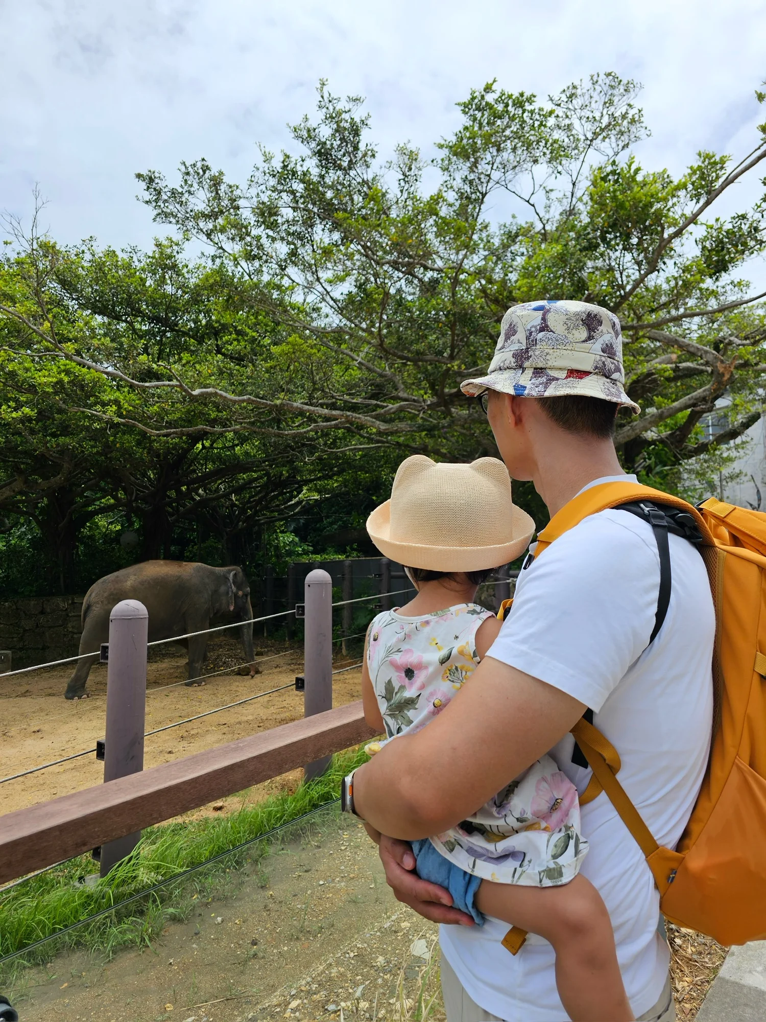 Finally seeing a real elephant