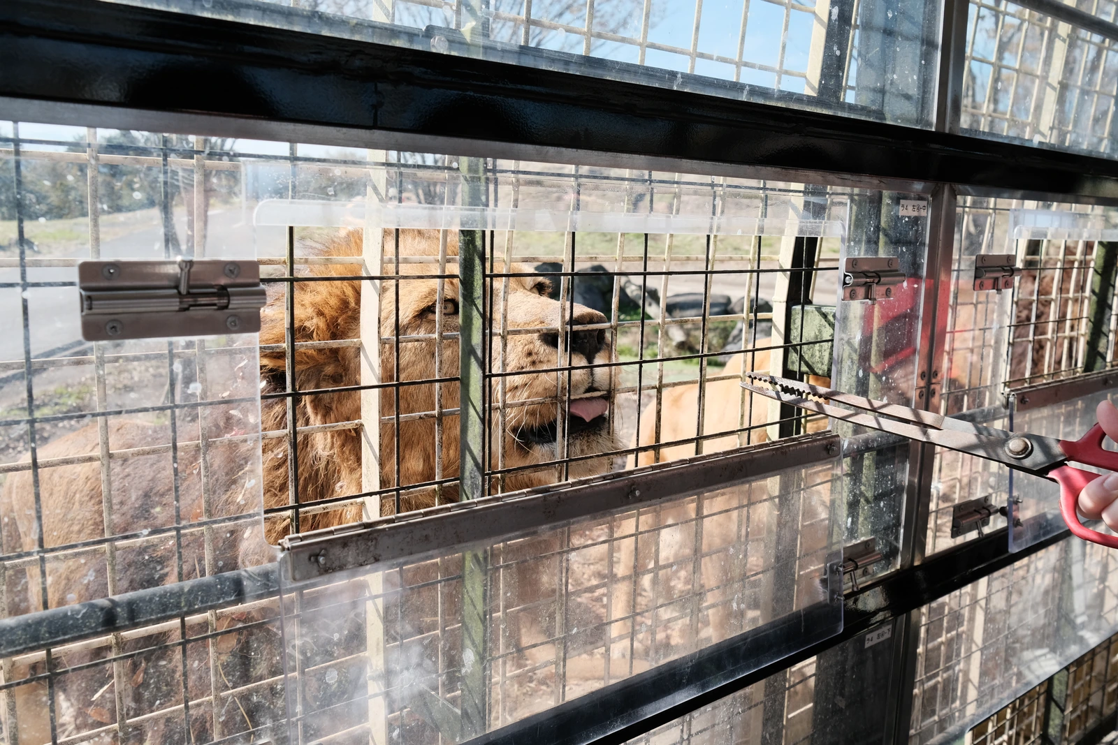 福岡旅遊 Day 4 九州自然動物園、金鱗湖與湯布院