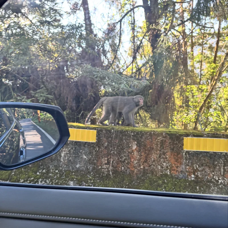 台灣獼猴